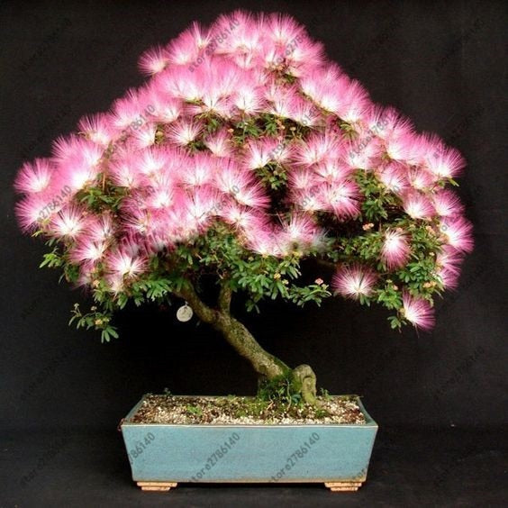 20 pcs Albizia (Acacia) Julibrissin Tree (mimosa/persian Silk Tree)